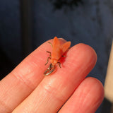 Antique Victorian Carved Coral Insect Fly Charm
